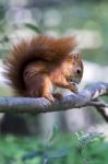 Eurasian Red Squirrel (sciurus Vulgaris) Stock Photo