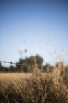 Rusted Sharp Timber And Metal Barb Wire Fence Stock Photo