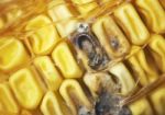 Rotten Corn Stock Photo