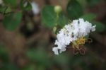 Flowers Tabebuia Rosea Blossom Stock Photo