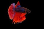 Thai Fighting Fish Stock Photo