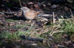 Hedge Accentor On The Canopy Floor Stock Photo