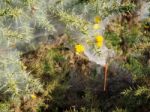 Huge Spiders Web On A Gorse Bush In The Ashdown Forest Stock Photo