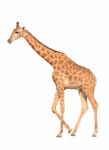 Giraffe Isolated Stock Photo