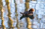 Red-breasted Merganser (mergus Serrator) Sleeping On A Lake Stock Photo