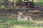 Deer Having A Rest Stock Photo