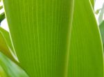 Crinum Lily Leav Stock Photo