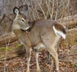 Image With A Deer Claening The Fur Stock Photo