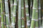 Bamboo Forest Stock Photo