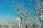 Trees In The Country Field  Stock Photo