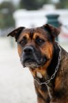 Old Domestic Guard Dog Stock Photo