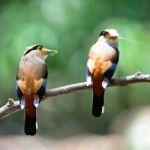 Silver-breasted Broadbill Stock Photo