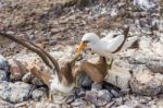 Nazca Booby In Galapagos Stock Photo