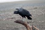 Black Vulture Stock Photo