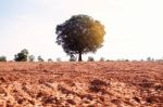 Mango Tree On Field Stock Photo