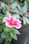 Pink Hibiscus Blossom In Natural (chinese Rose) Stock Photo