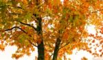 Red And Orange Leaves Of The Liquidambar Under The Autumn Rain Stock Photo