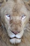 Male White Lion  Stock Photo