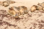 Sea Lion On The Beach, Galapagos Islands Stock Photo