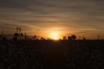 Cotton Field In Oakey, Queensland Stock Photo