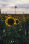 Sunflowers In A Field In The Afternoon Stock Photo