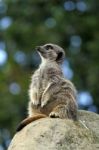 A Meerkat Stock Photo