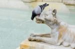 Sienna, Tuscany/italy - May 18 : Pigeon Drinking From The Mouth Stock Photo