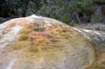 Orange Spring Mound Stock Photo