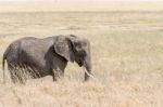 African Elephant In Serengeti National Park Stock Photo