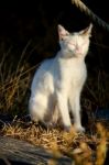 Beautiful Domestic Cat Stock Photo