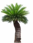 Close Up Cycad Palm Tree Isolated On White Background Usefor Gar Stock Photo