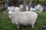 Close Up New Zealand Merino Sheep In Rural Livestock Farm Stock Photo