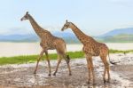 Giraffe Stock Photo