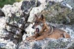 The Iberian Wolf Stock Photo