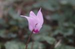 The Purple Cyclamen In Israeli Park Trip Stock Photo