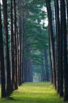 Pathway Pine Tree Stock Photo