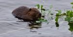 Beautiful Isolated Photo Of A Beaver Eating Leaves In The Lake Stock Photo