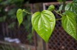  Betel Leaf (piper Betle) Stock Photo