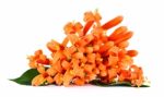 Orange Trumpet Flower Isolated On White Background Stock Photo