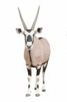 Gemsbok Or Oryx Stock Photo