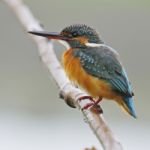 Common Kingfisher Stock Photo