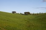 Empty Green Hills With Very Few Scattered Trees Stock Photo