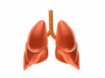 Lungs Stock Photo