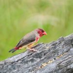 Juvenile Male Red Avadavat Stock Photo