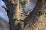 Nuthatch Perched On A Tree Near Weir Wood Reservoir Stock Photo