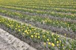 Tulip Flowers In The Farm Stock Photo