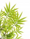 Green Bamboo Leaves On White Background Stock Photo