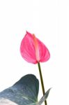 Anthurium Sonate Pink Flamingo Lily On White Background Stock Photo