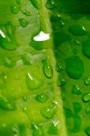 Dew On A Green Leaf Beautifully Detailed Stock Photo