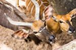 The Bongo (tragelaphus Eurycerus) Is Among The Largest Of The African Forest Antelope Species Stock Photo